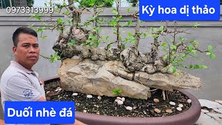 Kỳ hoa dị thảo !.. Duối nhè đá của Việt Hưng Bonsai