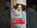 【かわいい】オカメインコはいつもかわいい shorts song オカメインコ birds cockatiel