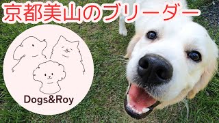 【ブリーダー】Dogs＆Royの犬舎紹介　～ワンちゃんに健康にすごしてもらうブリーダー～