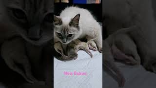 Luna's first litter #kittens #babyanimals #cat #catlovers