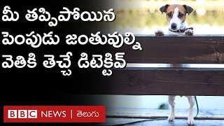 Pet Detective: యజమాని దగ్గరకు ఎలా వెళ్లాలో తప్పిపోయిన పెంపుడు జంతువులకు తెలియకపోవచ్చు | BBC Telugu