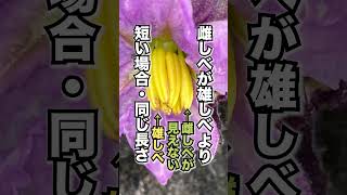 ナスを植えたら6月にやるべきこと3選 #家庭菜園 #ナス栽培 #ガーデニング