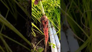 Fresh Carrot 🥕 after 70days #lucknow #kitchengarden #carrot #nature #garden #home ￼