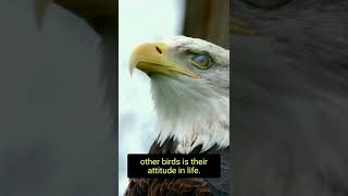 The Best Motivational Video : The Eagle Mentality | #shorts.