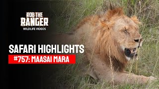 Safari Highlights #757: 07 March 2023 | Maasai Mara/Zebra Plains | Latest #Wildlife Sightings