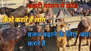 बकरी खरीदते समय कैसे थकते हैं किसानों को ||क्या खिलाकर वजन बढ़ाते हैं ||kgपर बकरे लेने चाहिए या नहीं