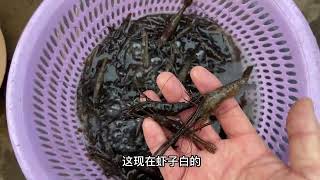 大雨后乡村露天集市野生河鱼品种繁多，猜这两条桂花鱼多少钱拿下