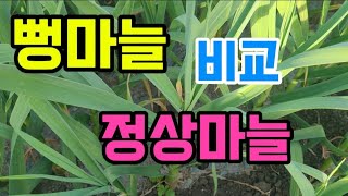 뻥마늘 잘라봤습니다.정상마늘과 뻥마늘 비교.질소과다로 생긴 뻥마늘