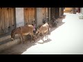 baby donkey is sucking milk donkey animals wildlife