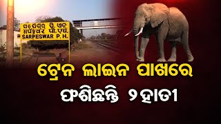 ଟ୍ରେନ ଲାଇନ ପାଖରେ ଫଶିଛନ୍ତି 2ହାତୀ | Odisha Reporter