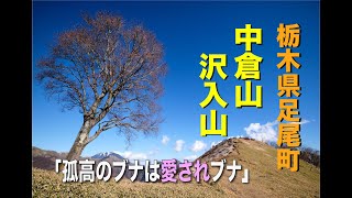 【登山動画】北東アルプス！？　奇跡の稜線を行く「中倉山・沢入山」栃木県足尾町「孤高のブナは愛されブナ」だった！