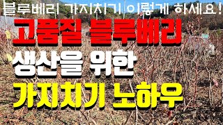 블루베리 가지치기 이렇게 해보세요. 고품질 블루베리 생산을 위한 소양강블루베리 가지치기 노하우