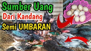 Panen Telur Ayam Kampung di Kandang Sederhana Semi Umbaran