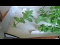 Mint, How To Propagate From Cuttings