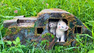 Kittens, Puppies, Bunnies Life After Rescue - Build Amazing Tiny Dream House From Cardboad