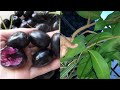 How to grow Jamun Black Plum plant (Java Plum) Syzygium Cumini