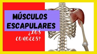 Músculos ESCAPULARES. ‼️Nunca te resultó tan FACIL aprenderlos