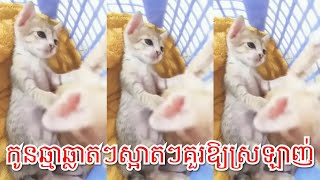 The Cat Very Claver | កូនឆ្មាស្អាតៗហើយឆ្លាតថែមទៀត