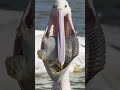 ஆபத்தான வாய் கொண்ட பறவை pelicans animal voiceover tamil