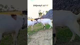 ஆடு வளர்ப்பு Beginners advice 💡 🤔💭 🐐🚜🐄🌾 #goat #goatfarming #farming #farmer #shorts #trending