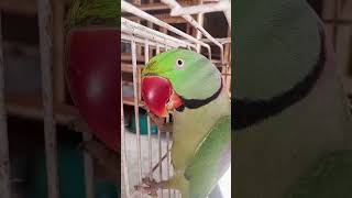 Ay mithu.. Vs Goat Talk Aaaaa 🐐🦜😂 #funny #comedy #parrot #shorts #youtubeshorts