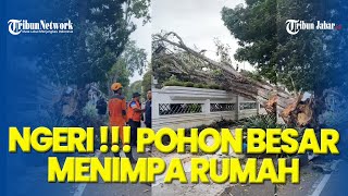 NGERI !!!! Enam Pohon Besar Tumbang Menimpa Rumah Warga, Bondowoso Diterjang Angin Kencang