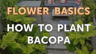 How to Plant Bacopa