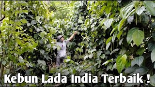 Luar Biasa Lada India di Kebun ini ! Buahnya Banyak dan Pohonnya Sangat Sehat❗