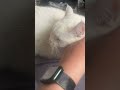 想把睡在床边的猫猫推下去但失败了push cat