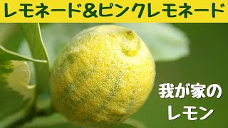 レモネードレモンとピンクレモネードレモンのその後/強剪定した３年目のレモネードレモンのその後と２年目のピンクレモネードレモン/