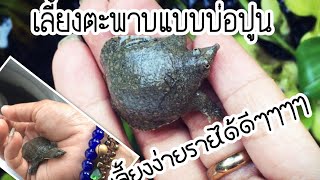 วิธีทำบ่อปูน​ เลี้ยงตะพาบ​ (บ่อปูนสำหรับเลี้ยงและเพาะพันธ์)​ @ฟาร์มสุขhappinessFarm.​ #บ่อตะพาบ​