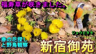 【春の花探しと野鳥観察】福寿草が咲きました。新宿御苑