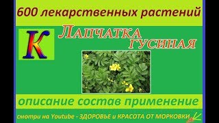 ЛАПЧАТКА ГУСИНАЯ 600 лекарственных растений