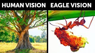 What If You Had Sharp Eagle Vision