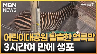 어린이대공원 탈출한 얼룩말…3시간여 만에 주택가서 생포 [MBN 뉴스7]