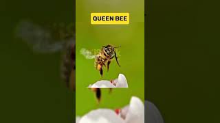 Male bee 🐝🐝 found dead on his sex ⁉️⁉️|| Biology Animation|| #facts #zoobiology #animals#malebee#yt