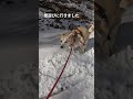 雪遊びに行きました 雑種 保護犬