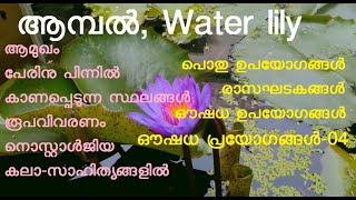 ആമ്പൽ | Nymphaea stellate | Nymphaea nouchali | Water lily | കുമുദം | രാജീവം | ഇന്ദീവരം | ambal