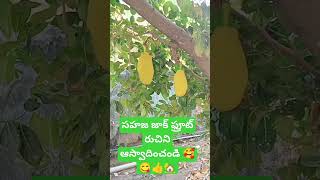 గ్రాండ్ మా ఇంట్లో జాక్ పండ్ల చెట్టు 😋🙏 please subscribe to my channel ☺️