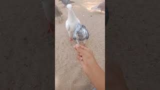 please 2k views/pigeons short video/