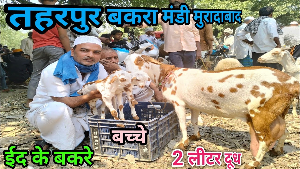 Taharpur Bakra Mandi Moradabad UP Khassi Bakre And Barbari Bakri Kids ...