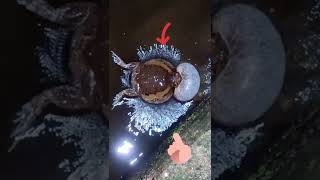 Actual video : Ganito pala mag ingay ang Palakang Bukid (Froggy) #frog  #frogsound