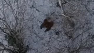 Drone footage of a Bigfoot with commentary.