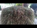 traditional paddy reaping how to reap paddy how is rice made sri lanka