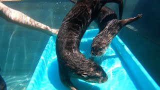 Otters who were afraid of water Began to Enjoy Swimming