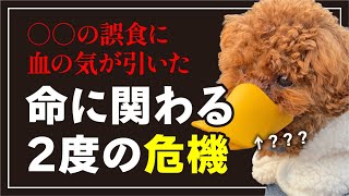 【石と針を飲み込んだトイプードル】命に関わる2度のトラブルから学んだ、鉄板の誤飲・誤食対策！