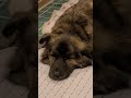 目が閉じていく眠い犬 shorts