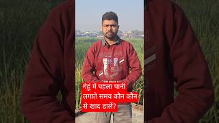 गेहूं में पहला पानी लगाते समय कौन कौन से खाद डालें? #farming #wheat गेहूं में पहला पानी #nitindeol