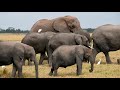 amboseli elephant safari 4k remastered