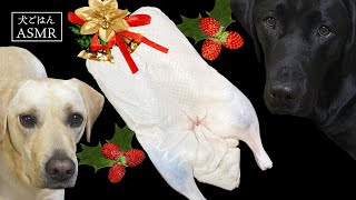 【ASMR  犬ごはん】アヒルの生肉をクリスマスに食べるラブラドールレトリバー/Whole duck/raw feeding dogs asmr/咀嚼音/生骨